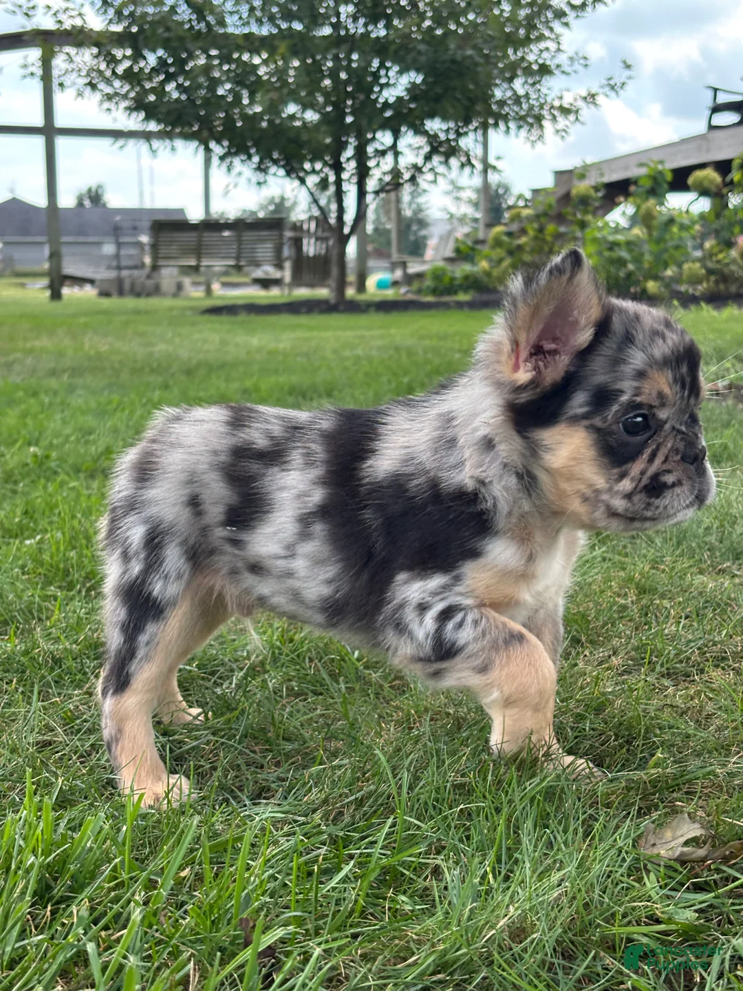 French Bulldog dogs for sale: Bryson  - Ad 2