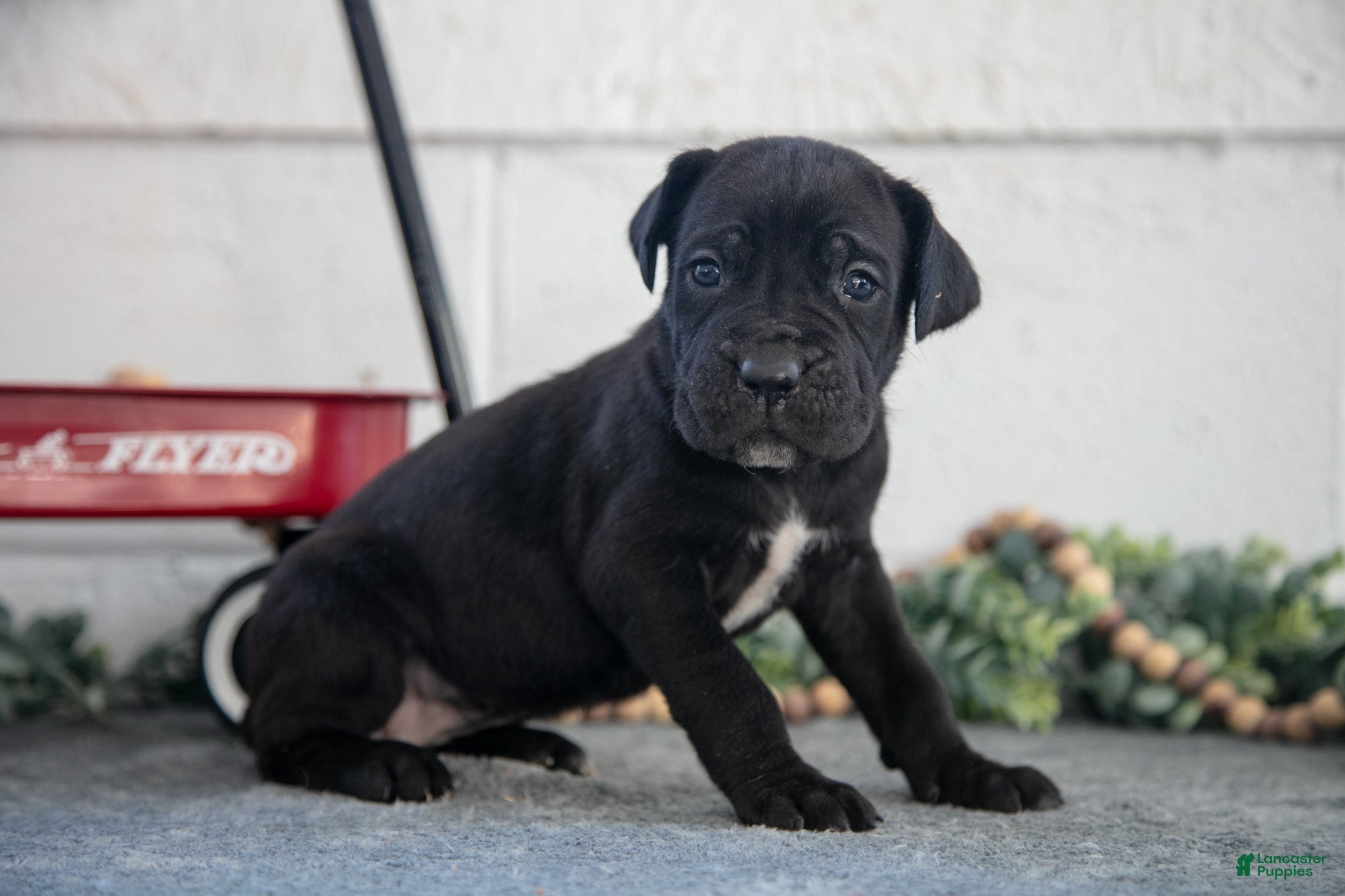 Cane Corso dogs Sarah - Ad 26