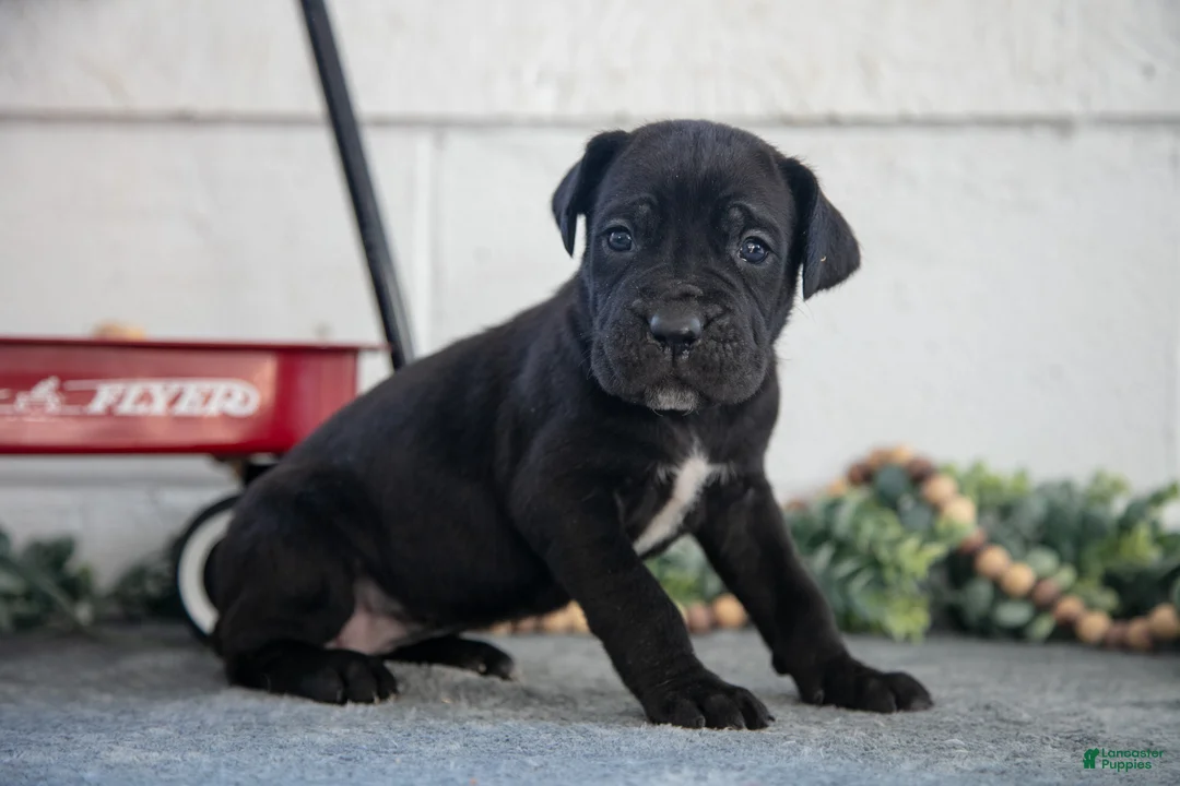 Cane Corso dogs for sale: Sarah - Ad 1