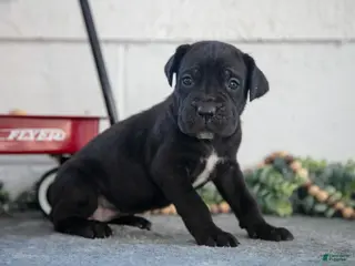 Cane Corso dogs Sarah - Ad 26