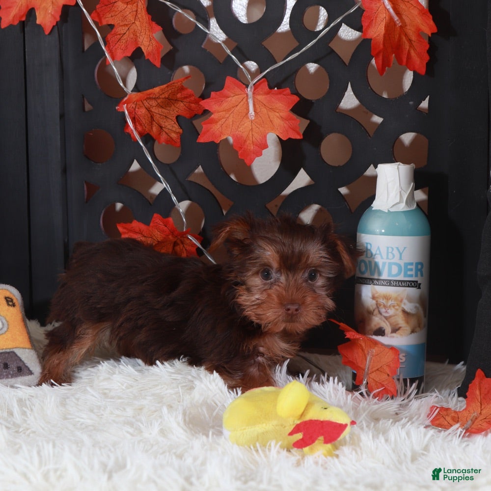 Yorkshire Terrier dogs Josie - Ad 26