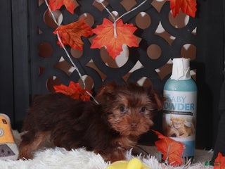Yorkshire Terrier dogs Josie - Ad 24
