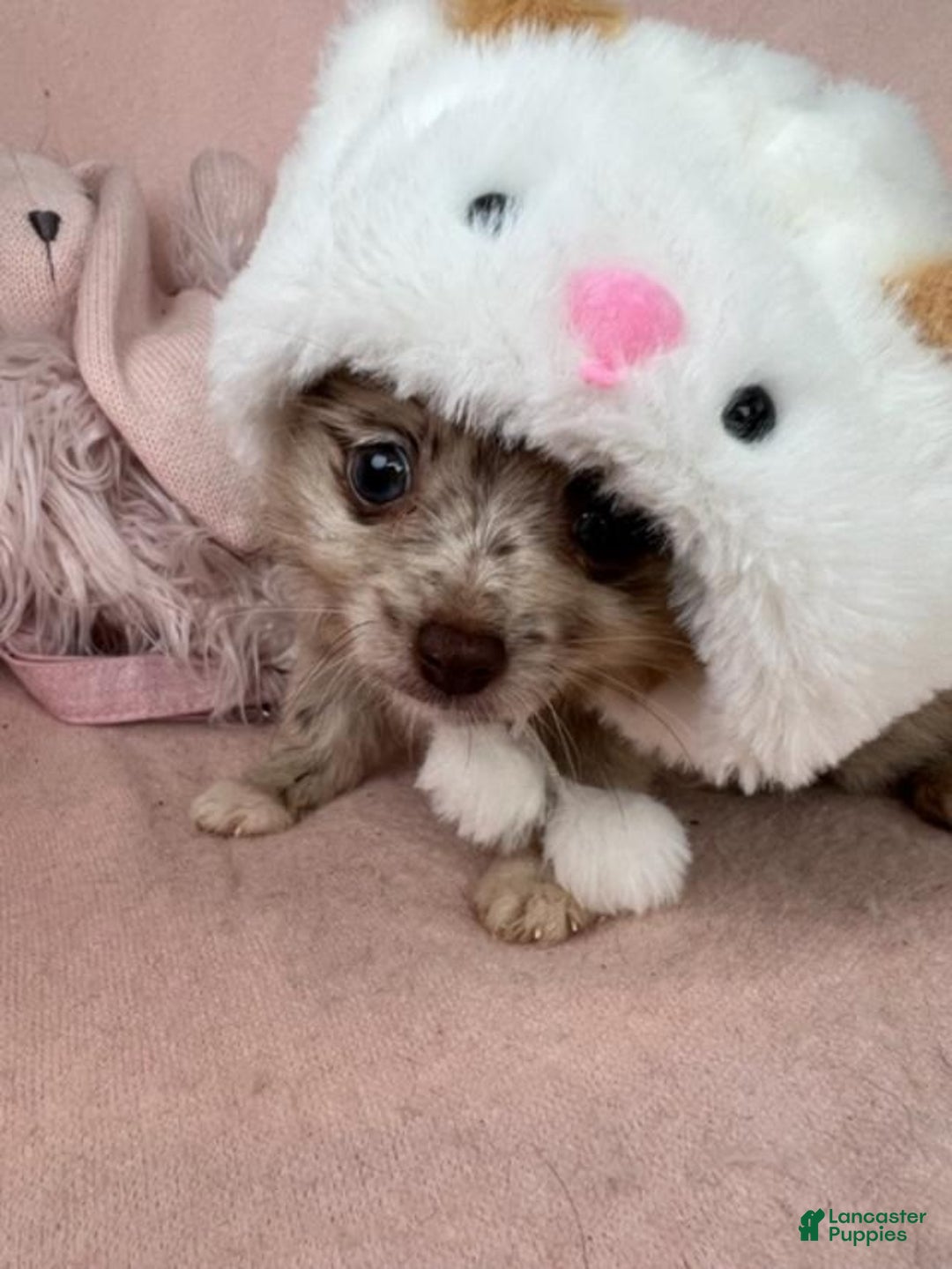 Pomeranian dogs for sale: Pomeranian Puppy 1 - Ad 2