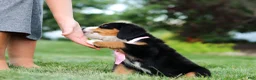 Bernese Mountain Dog dogs for sale: Zara - Ad 8