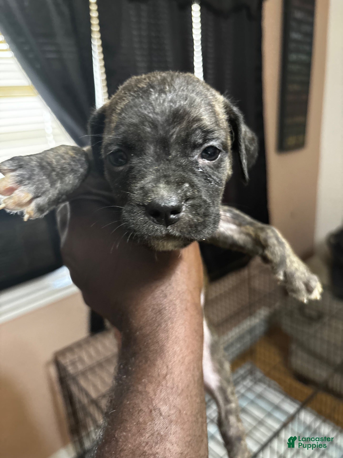 Mixed Breed dogs Mixed Breed 3 - Ad 26