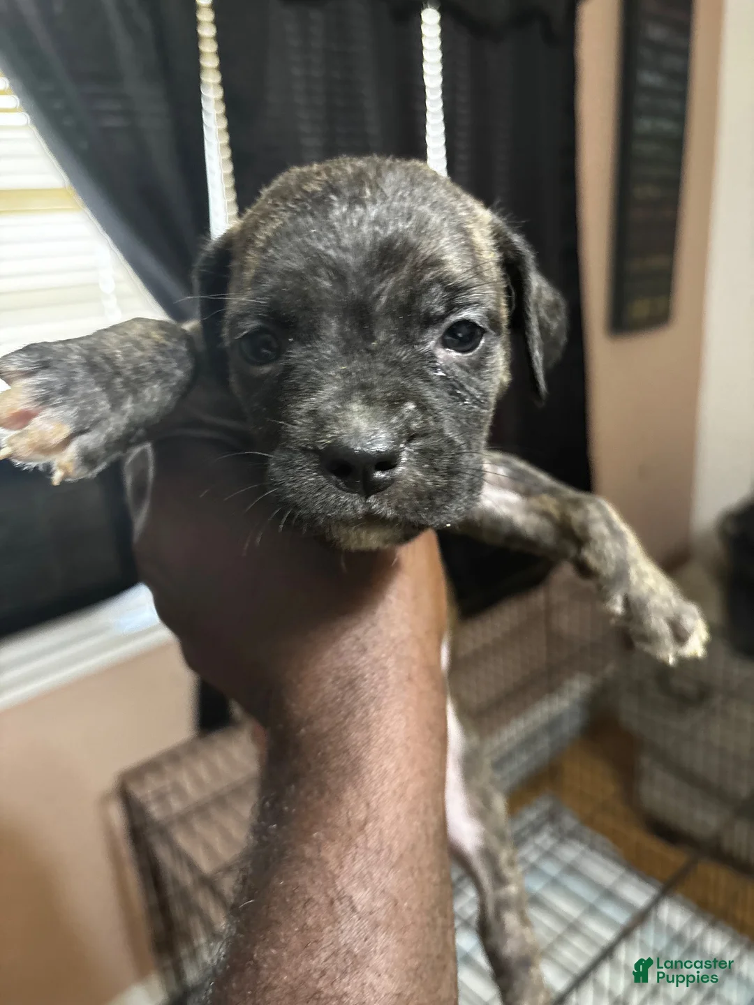 Mixed Breed dogs for sale: Mixed Breed 3 - Ad 1