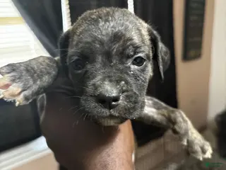 Mixed Breed dogs Mixed Breed 3 - Ad 26