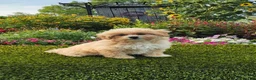 Havapoo dogs for sale: Asher - Ad 10
