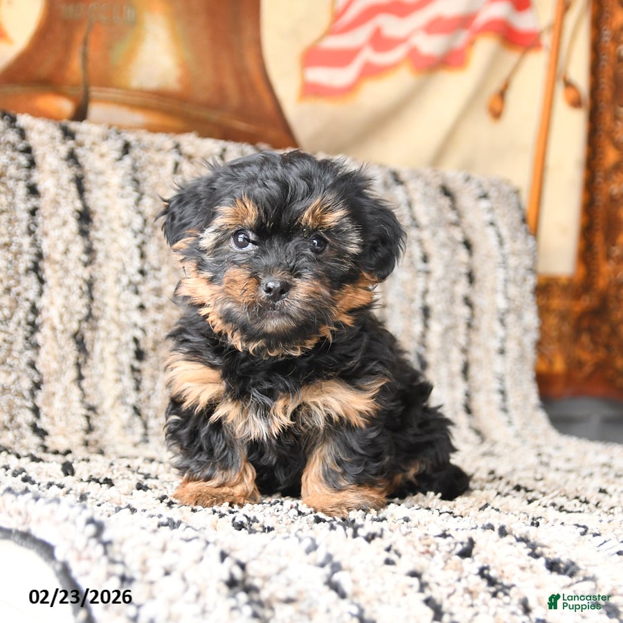 Shorkie dogs Joy - Ad 1