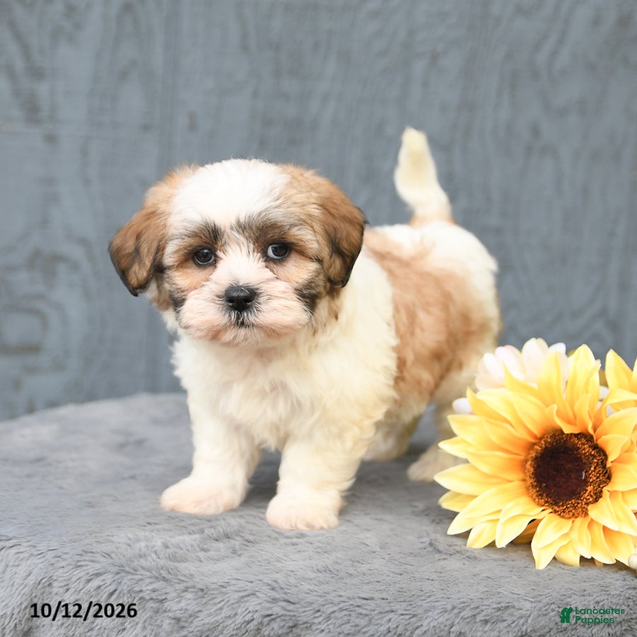 Teddy Bear dogs Coffee - Ad 2