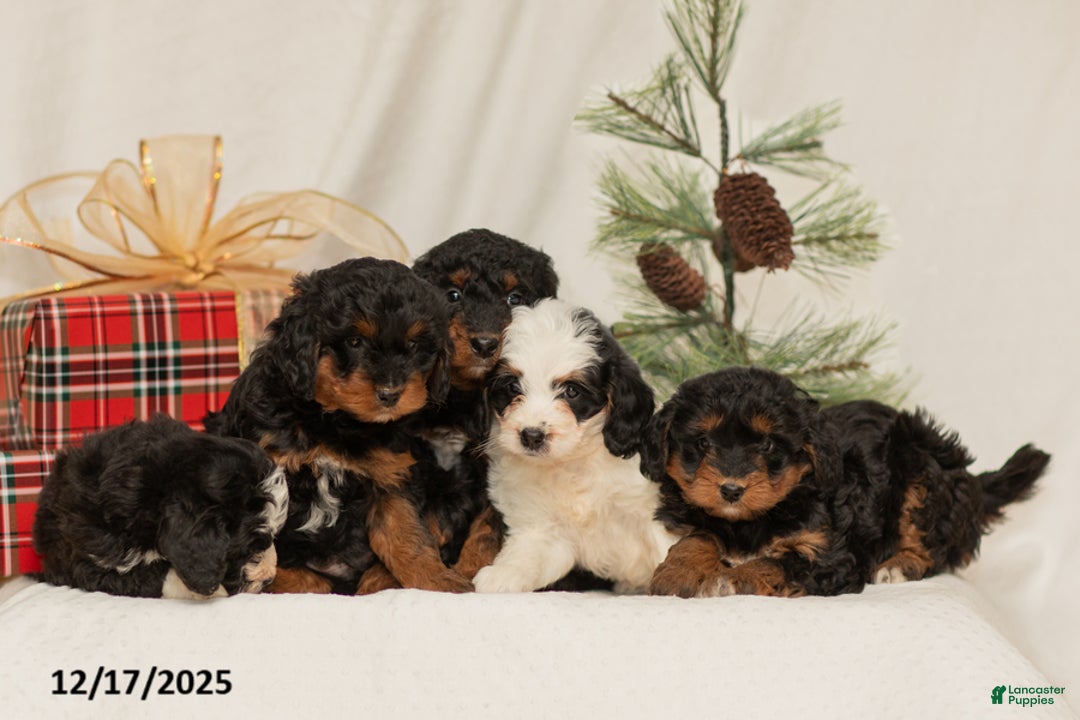 Mini Bernedoodle dogs for sale: Callie - Ad 3