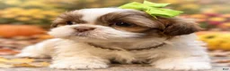 Shih Tzu dogs for sale: Olivia  - Ad 2