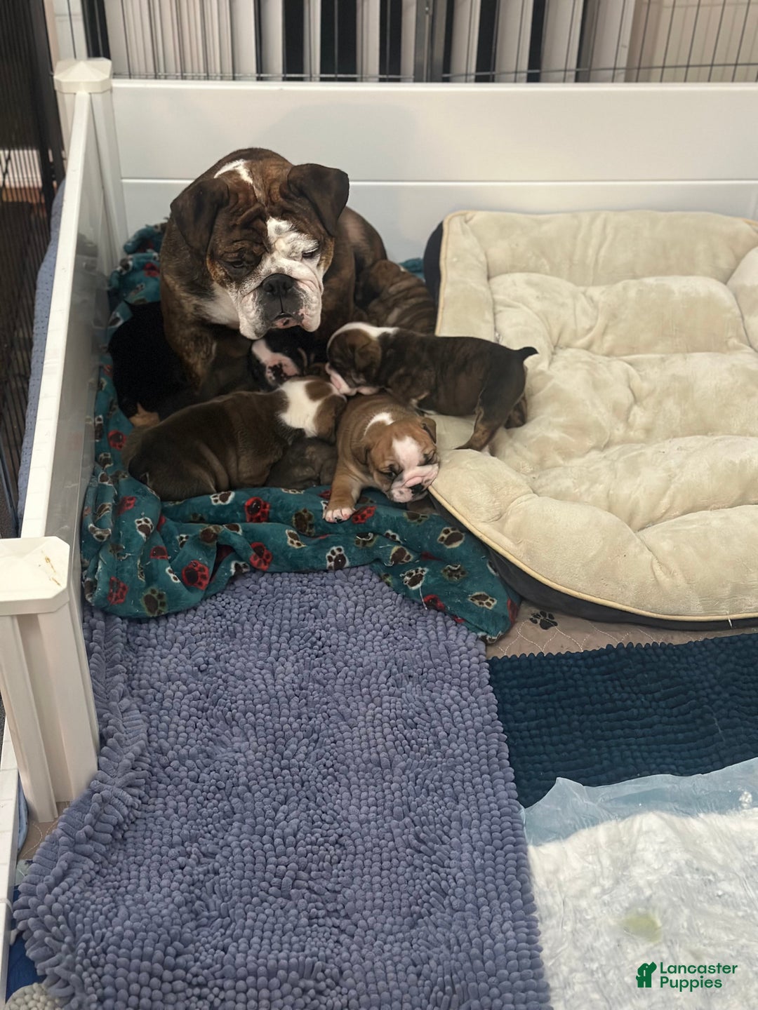 English Bulldog dogs for sale: Phyllis - Ad 14