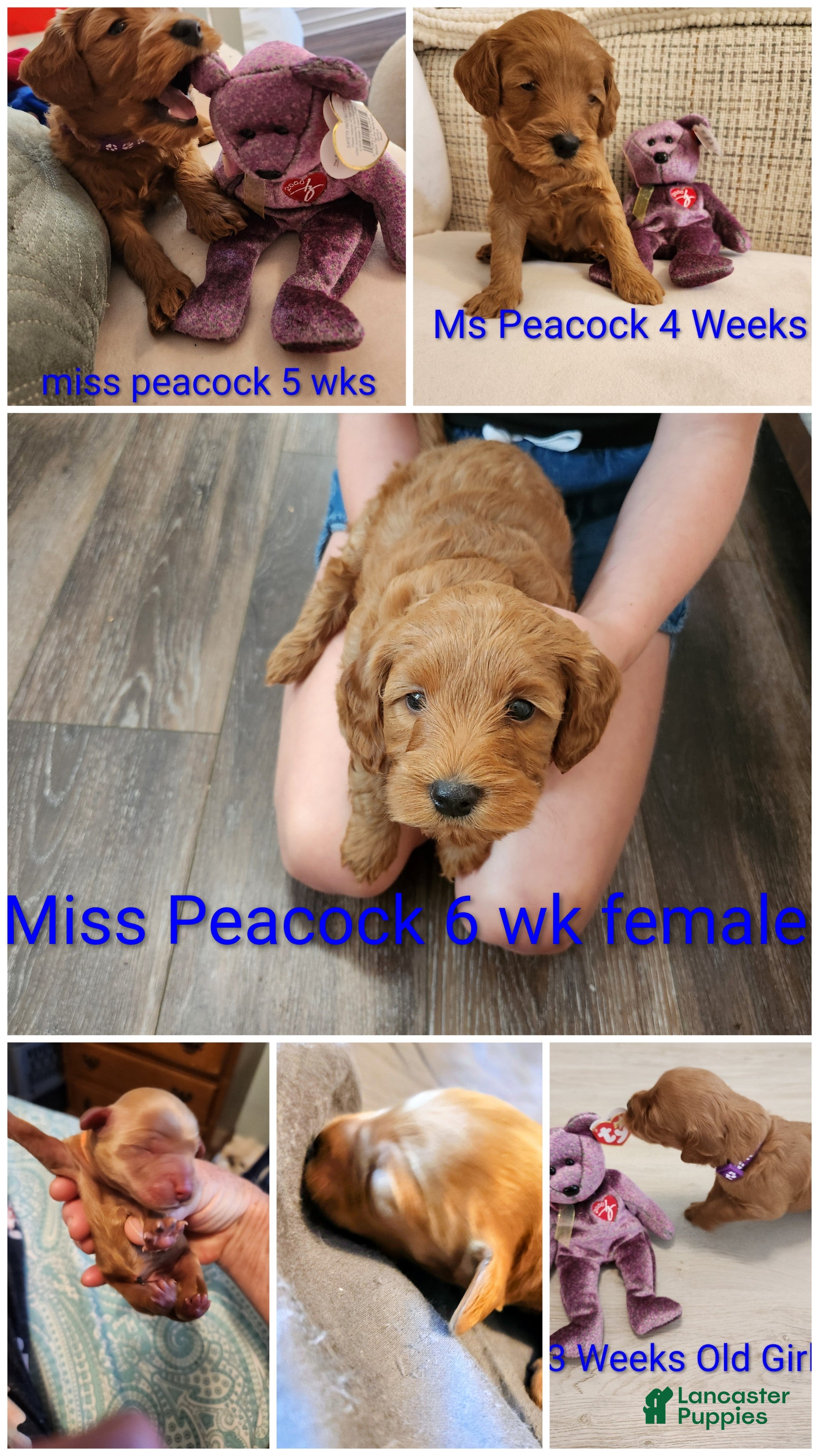 Mini Goldendoodle dogs Mini Goldendoodle 4 - Ad 5