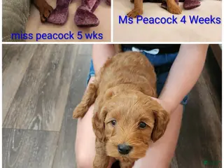 Mini Goldendoodle dogs Mini Goldendoodle 4 - Ad 5