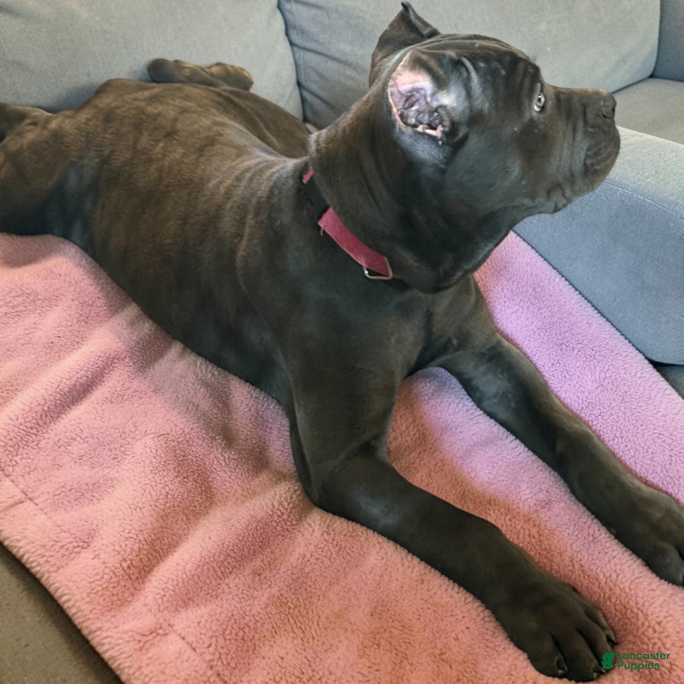 Cane Corso dogs Cane Corso Orange - Ad 8