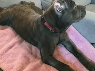 Cane Corso dogs Cane Corso Orange - Ad 8