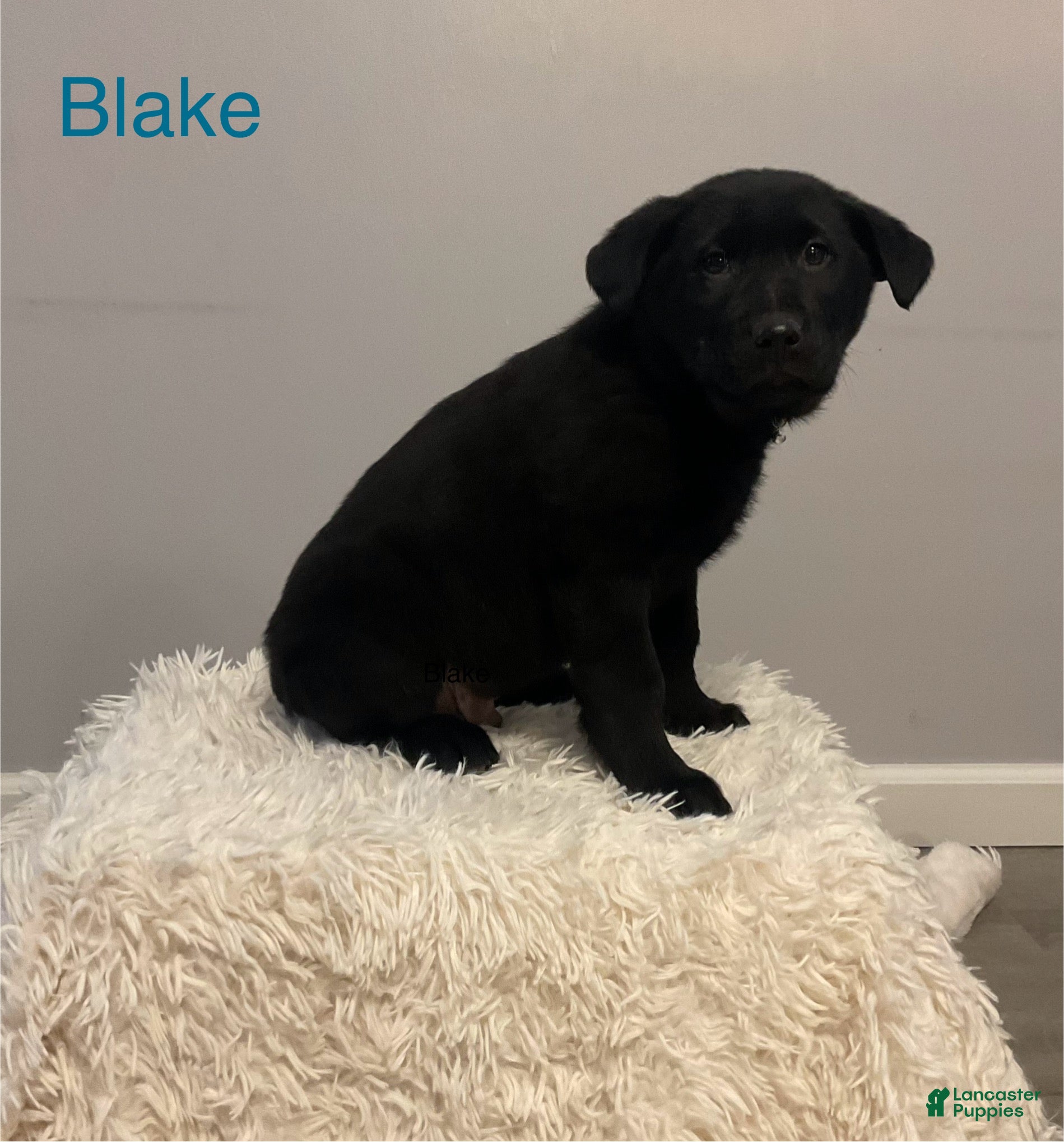Mixed Breed dogs for sale: Blake  - Ad 2
