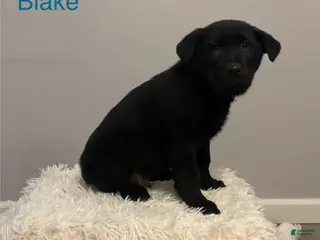 Mixed Breed dogs for sale: Blake - Ad 2