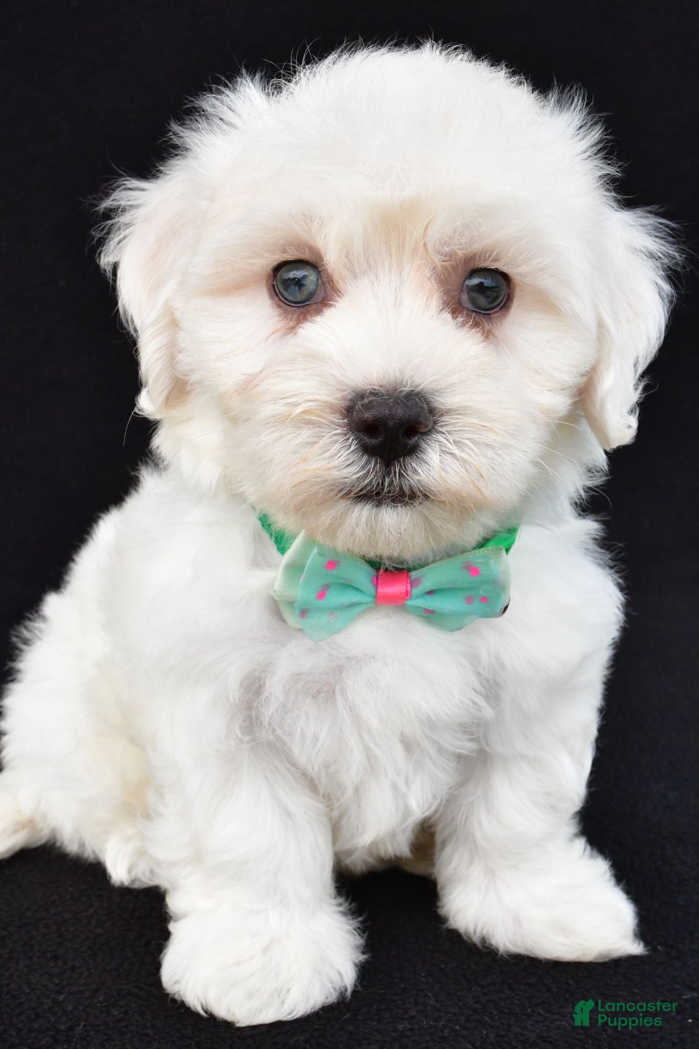 Maltipoo dogs Tate - Ad 1