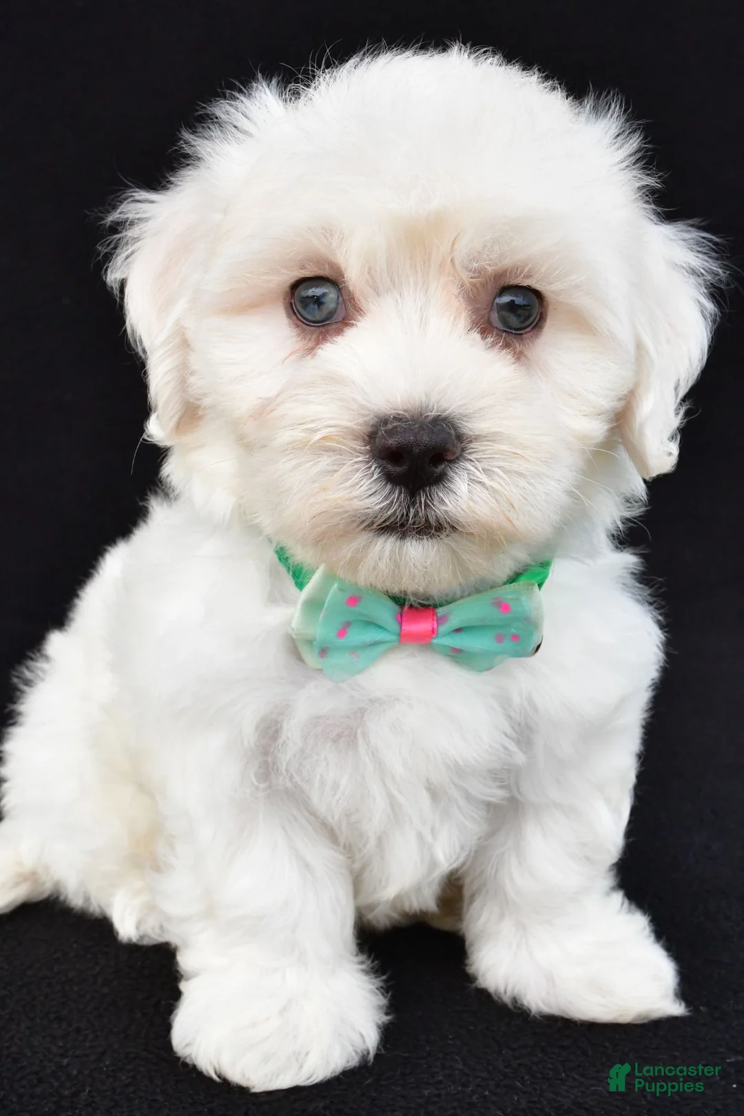 Maltipoo dogs for sale: Tate - Ad 1
