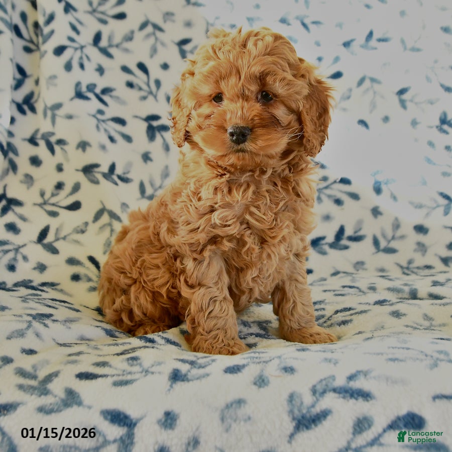 Cockapoo dogs Winston - Ad 33