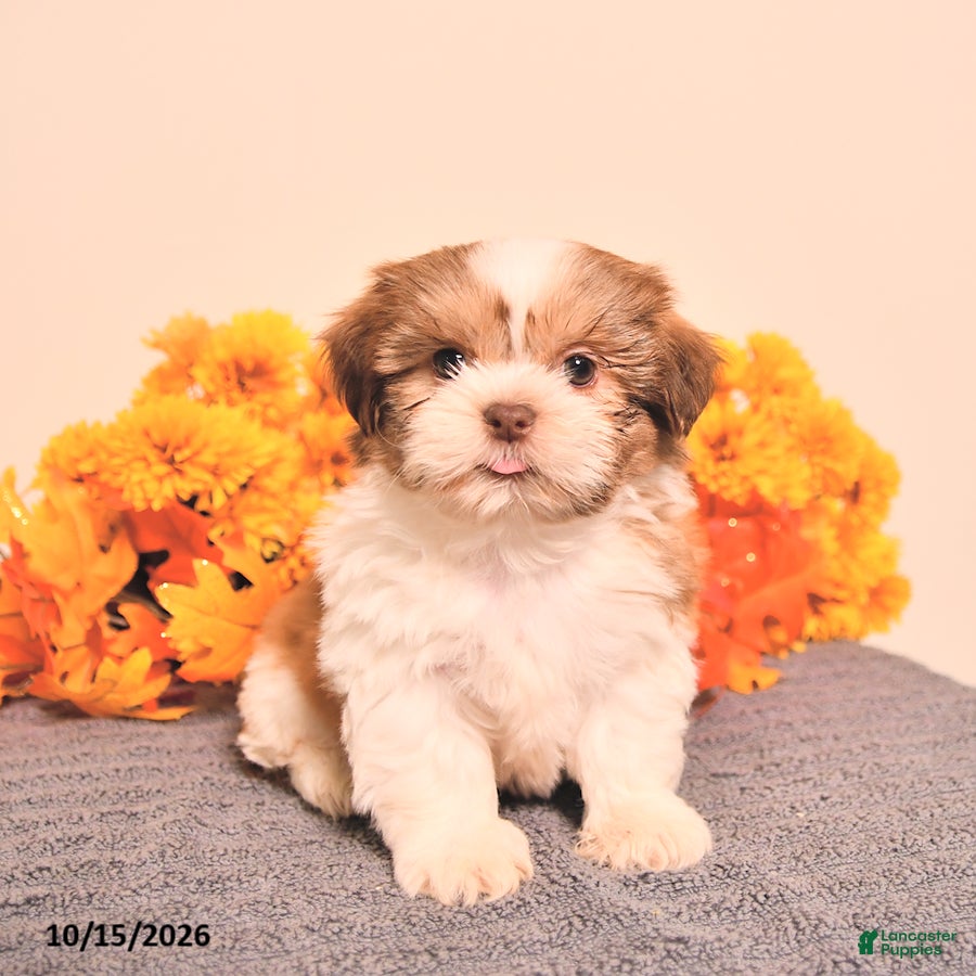 Shih Tzu dogs Luca - Ad 1
