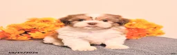 Shih Tzu dogs for sale: Luca - Ad 1