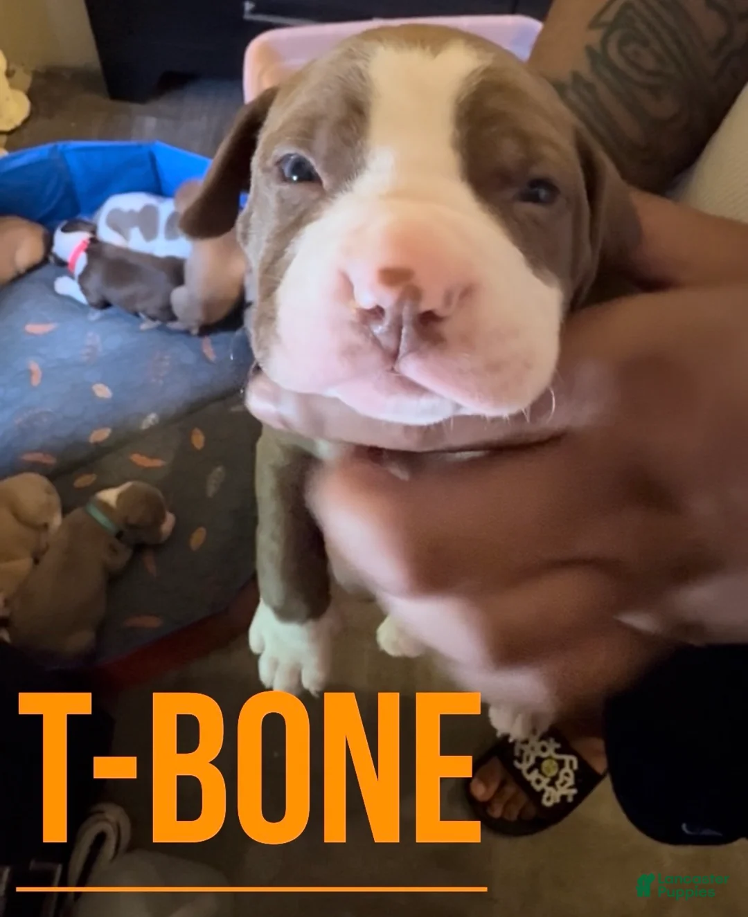 American Pit Bull Terrier dogs for sale: American Pit Bull Terrier 4 - Ad 2