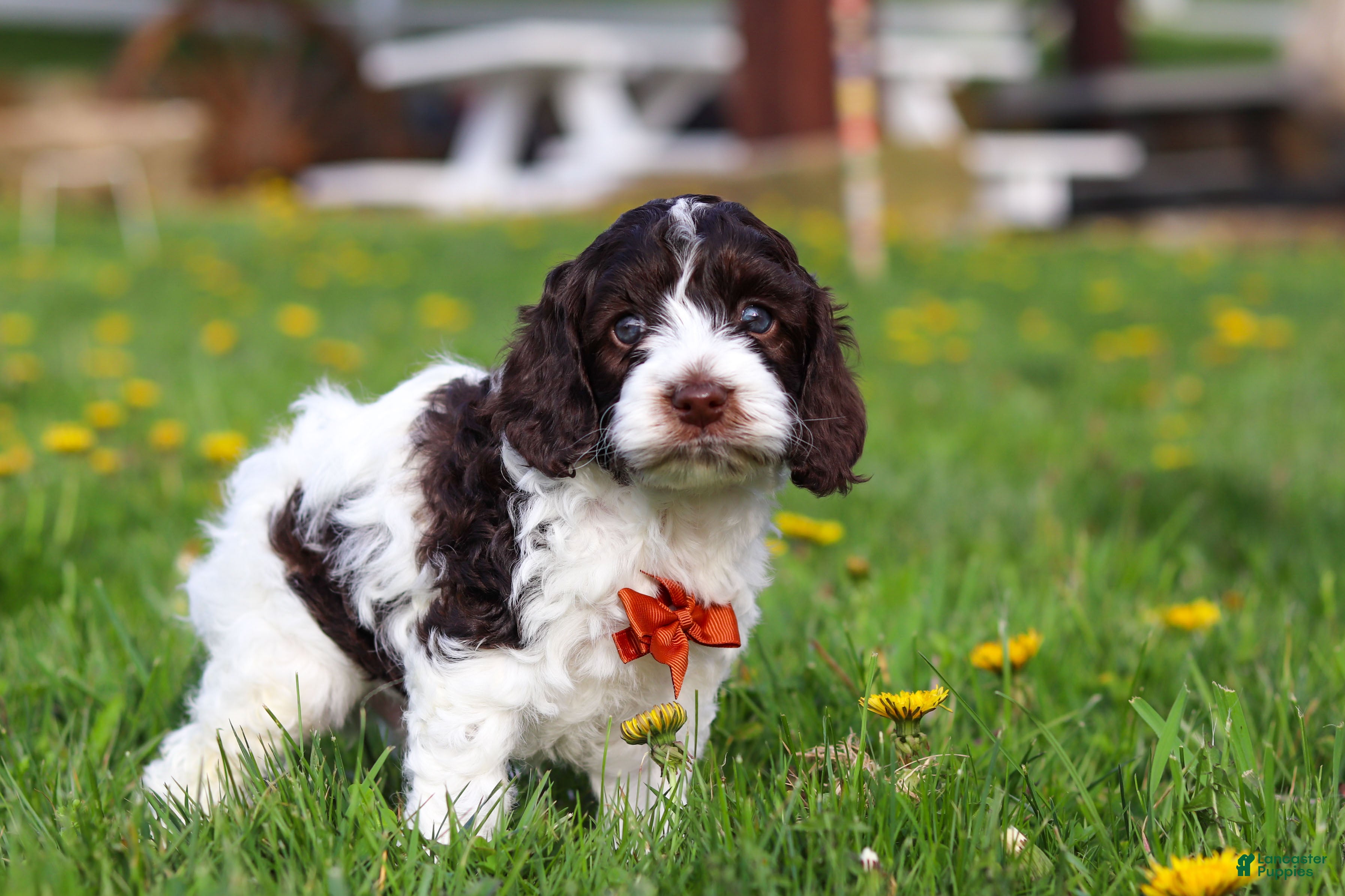 Cockapoo dogs Dalton - Ad 2