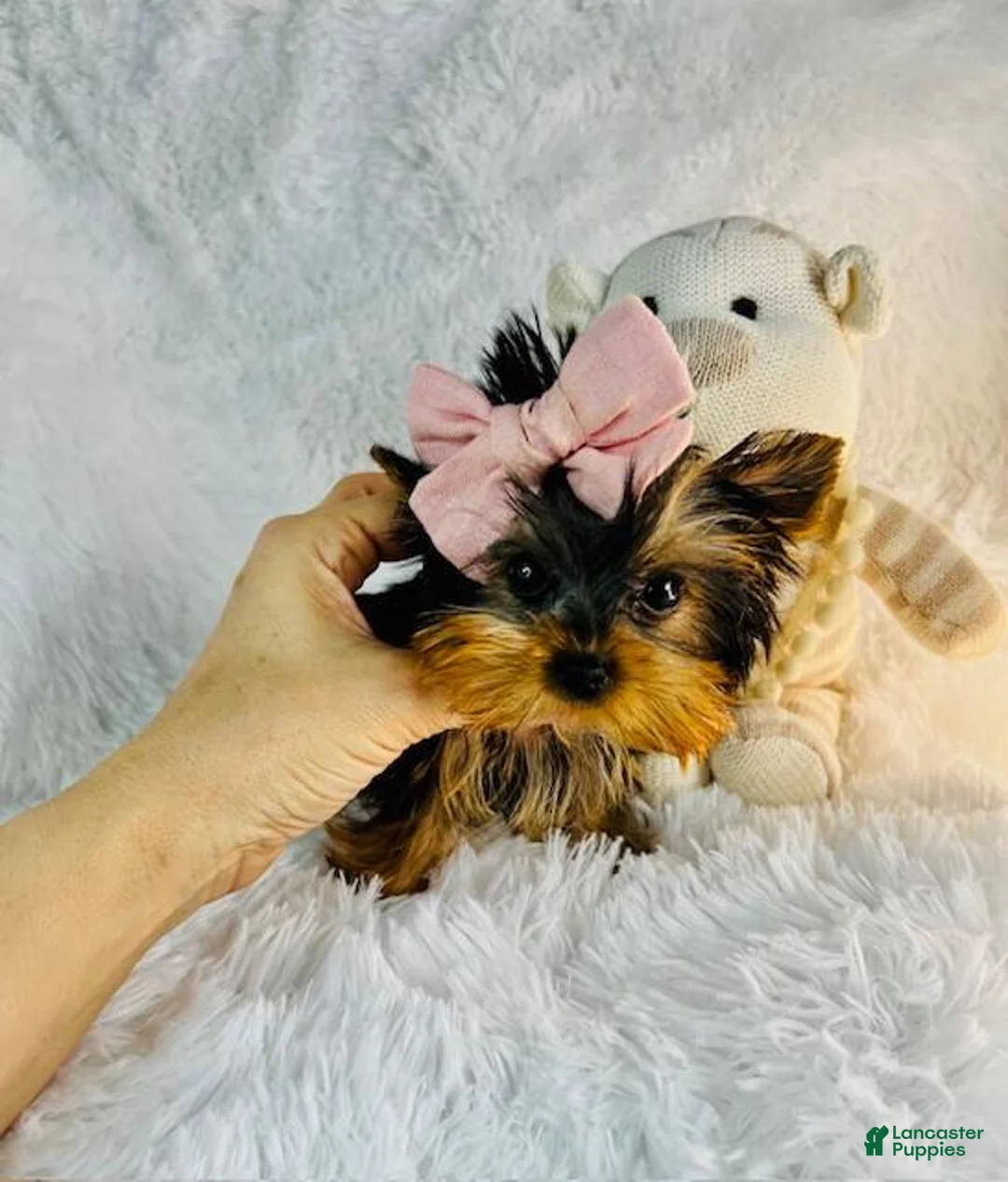 Yorkshire Terrier dogs for sale: Yorkshire Terrier Hand Delivery Available - Ad 3