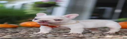 French Bulldog dogs for sale: Eden - Ad 13