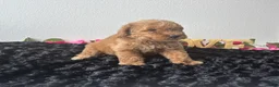 Mini Goldendoodle dogs for sale: Brody - Ad 2