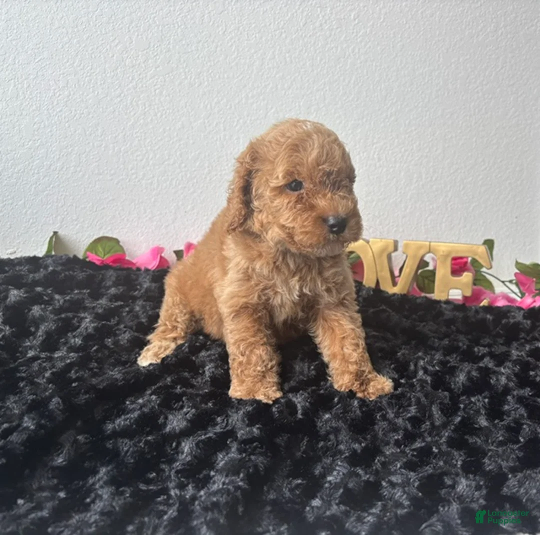 Mini Goldendoodle dogs for sale: Brody - Ad 2