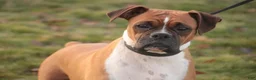 Boxer dogs for sale: Holly - Ad 5