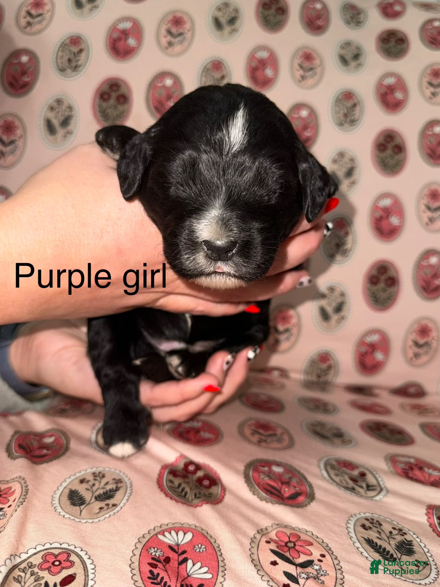 Mixed Breed dogs for sale: Purple collar girl - Ad 1