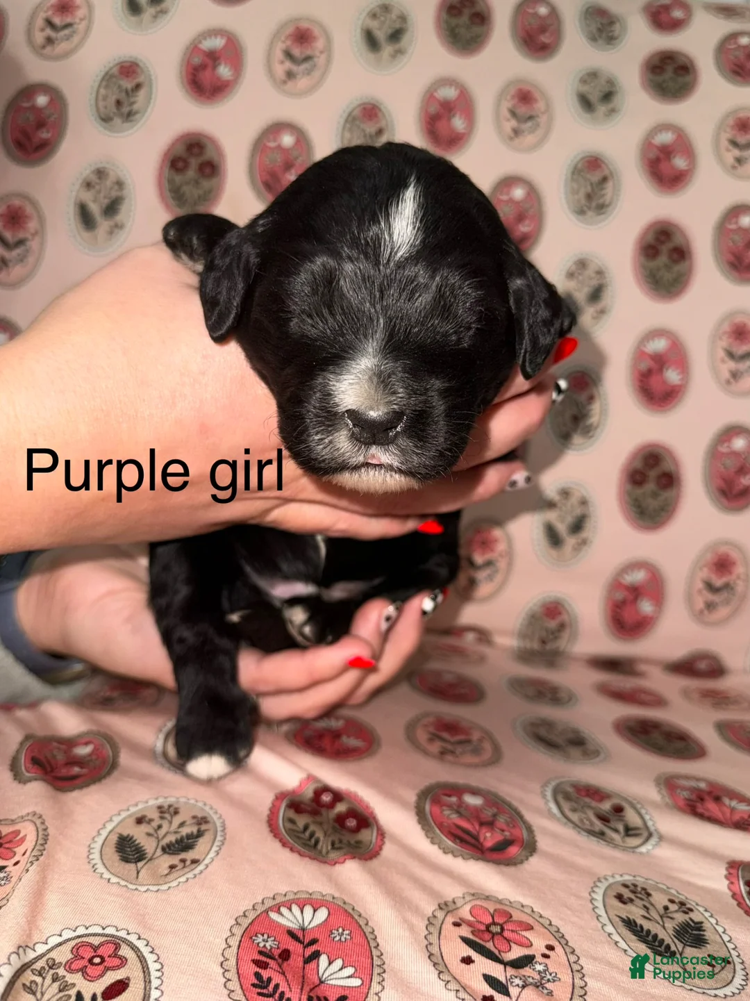 Mixed Breed dogs for sale: Purple collar girl - Ad 1
