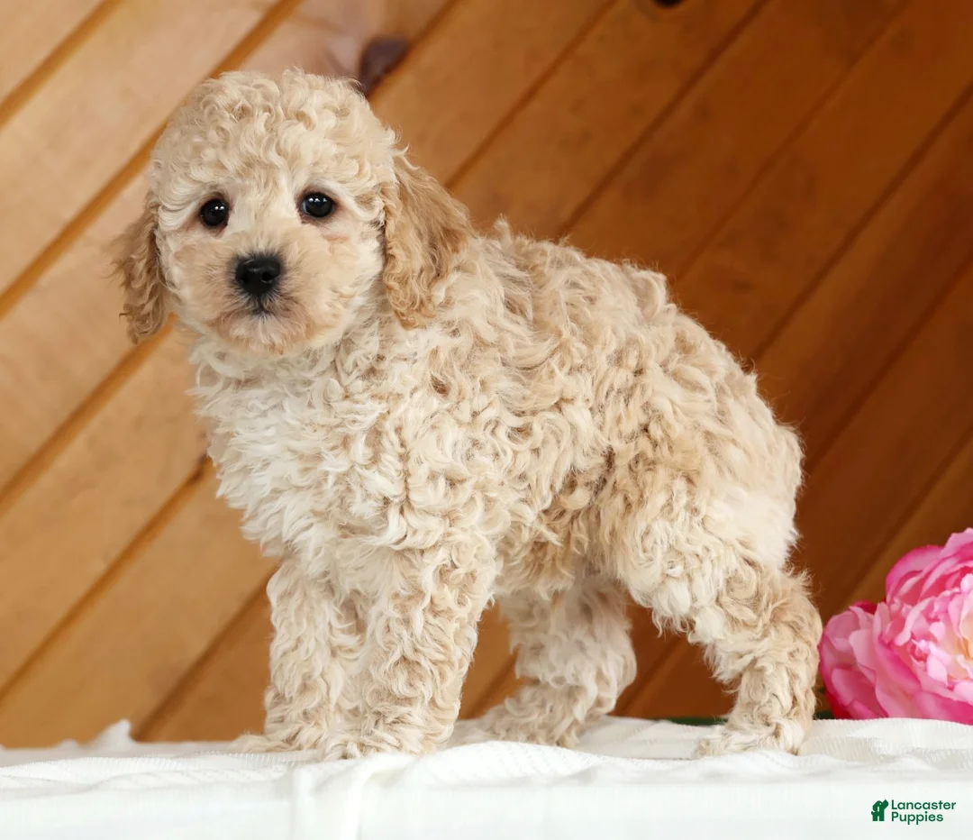 Toy Poodle dogs for sale: Bruno - Ad 5