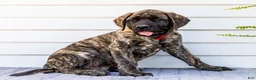 English Mastiff dogs for sale: Max - Ad 8