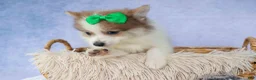 Pomeranian dogs for sale: Ernie🐾 - Ad 9