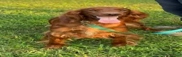 Irish Setter dogs for sale: Irish Setter 2 - Ad 6