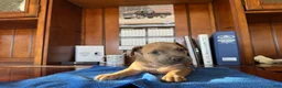 Mixed Breed dogs for sale: Mixed Breed 7 - Ad 1
