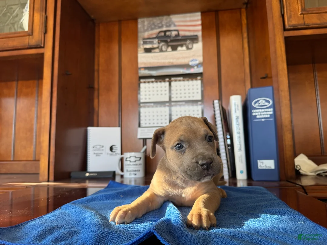 Mixed Breed dogs for sale: Mixed Breed 7 - Ad 1