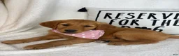 Golden Retriever dogs for sale: Gigi - Ad 1