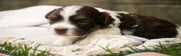 Havanese dogs for sale: Sherlock Havanese  - Ad 5