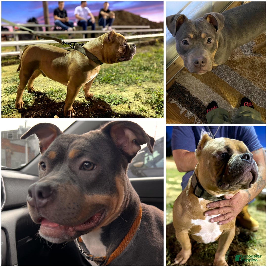 American Bully dogs for sale: Millie  - Ad 10