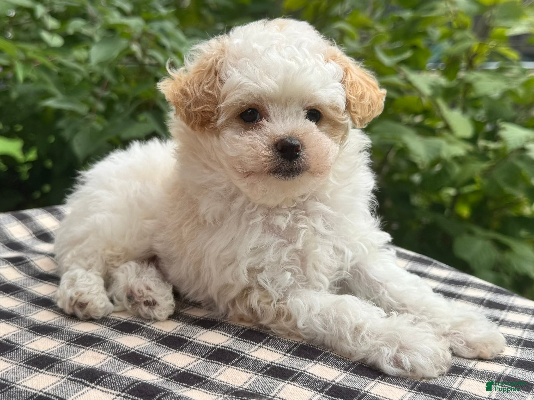 Miniature Poodle dogs Gage - Ad 1