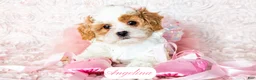 Cavapoo dogs for sale: Angelina - Ad 19