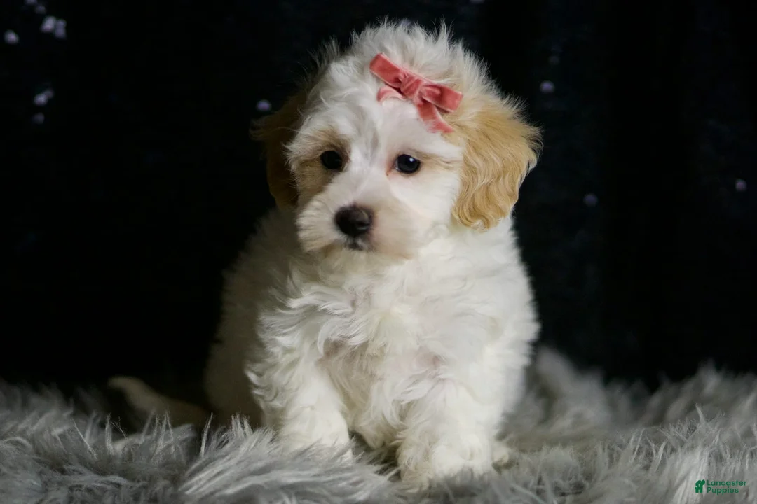 Maltipoo dogs for sale: Aphrodite - Ad 2