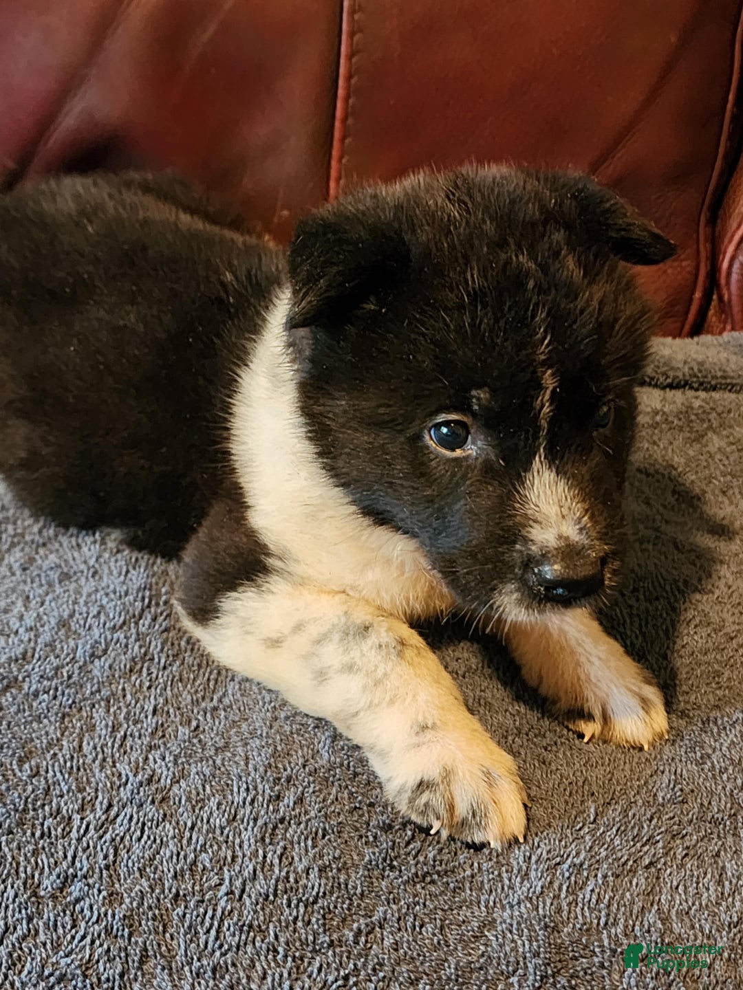 Akita dogs for sale: Akita Puppy Girl 5 - Ad 12